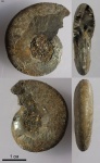 Аnadesmoceras strangulatum (152)