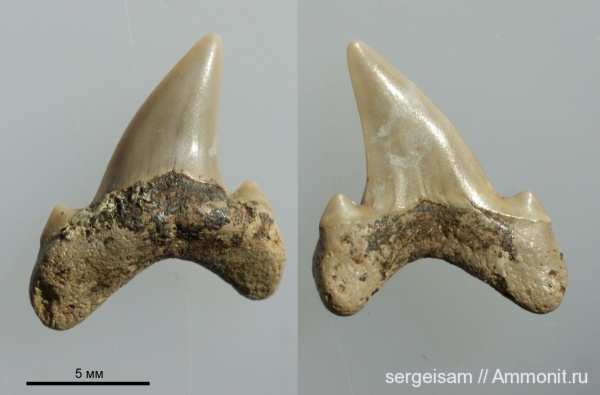 Archaeolamna, Варавинский овраг