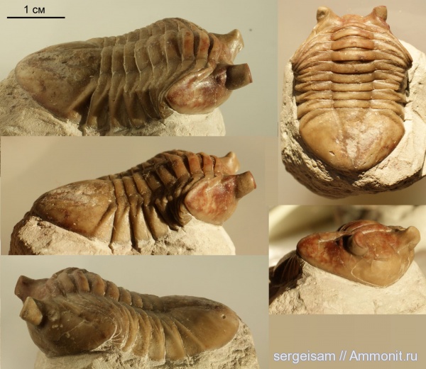 трилобиты, ордовик, р. Волхов, Asaphus, Asaphus kotlukovi, Ordovician