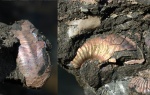 Plasmatites lineatus