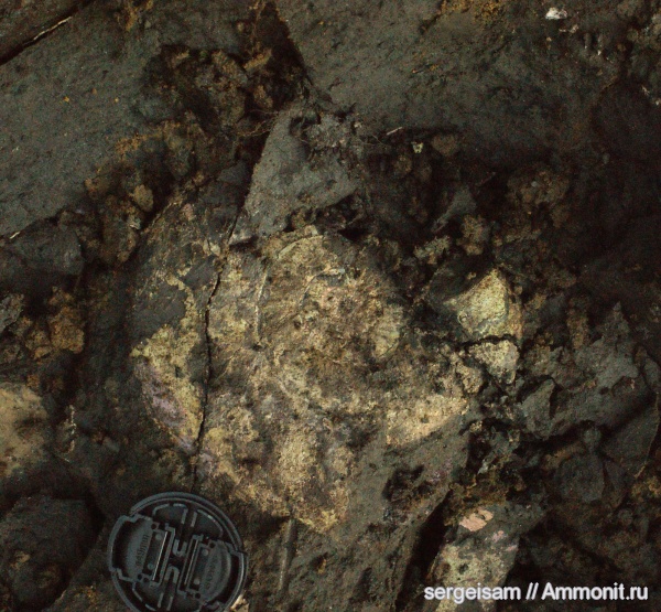 аммониты, юра, нижний кимеридж, Ammonites, Болгары, Pictonia, Pictonia baylei, Jurassic