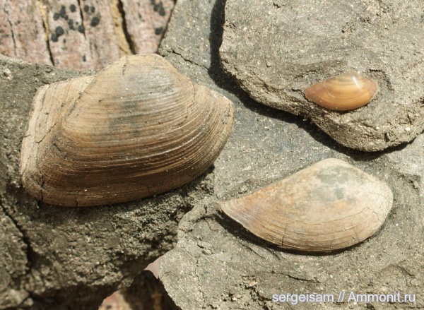 юра, оксфорд, Nuculana, Grammatodon, Phaenodesmia, Болгары, Grammatodon pictum, Oxfordian, Jurassic