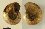 Anadesmoceras c ребрами (160)