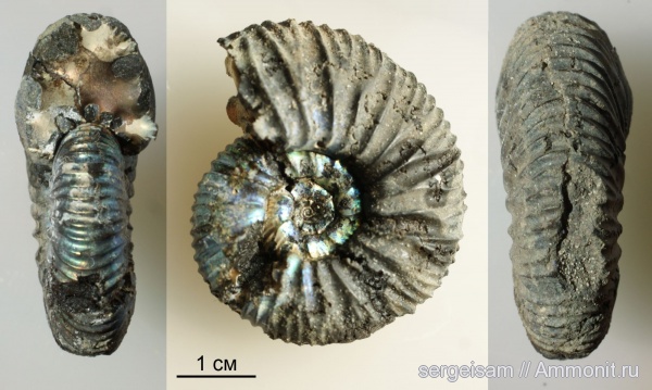 Virgatites, Еганово, Virgatites pallasianus