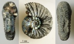 Virgatites pallasianus