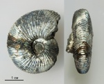 Virgatites virgatus