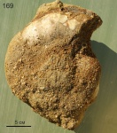 Anadesmoceras169