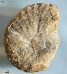 Arcthoplites (120)