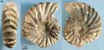 Arcthoplites efremovae (46)