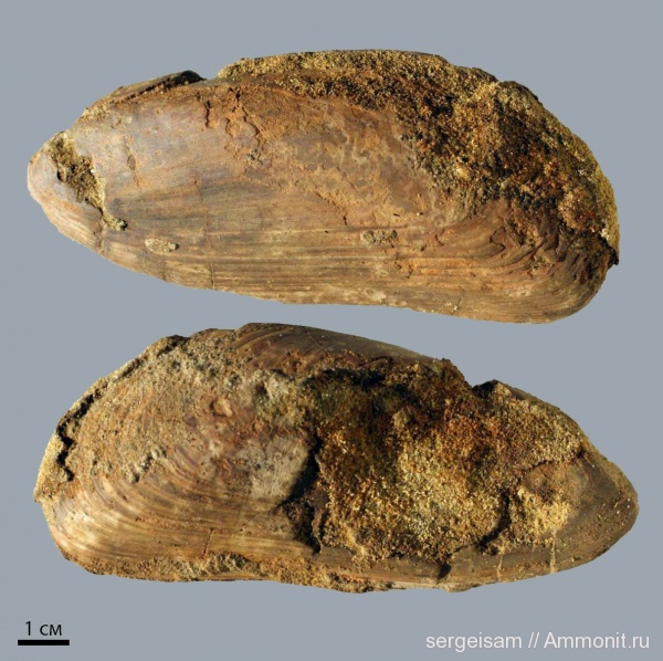 мел, двустворки, альб, Albian, Cretaceous