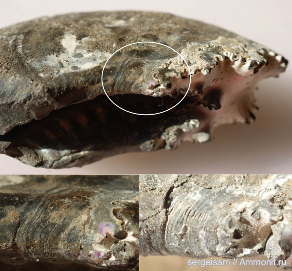Amoeboceras serratum, мускулы, muscle scars, отпечатки мускулов