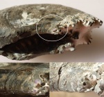 Мускулы Amoeboceras