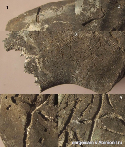 оксфорд, серпулы, Serpulidae