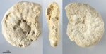 Schloenbachia