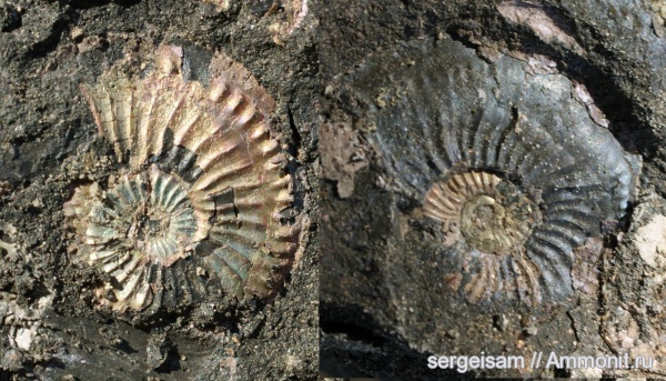 Amoeboceras, Amoeboceras lineatum