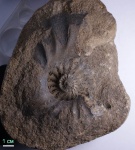 Freboldiceras sp.