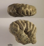Otohoplites sp. (93)
