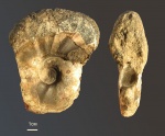 Anadesmoceras sp.(2)