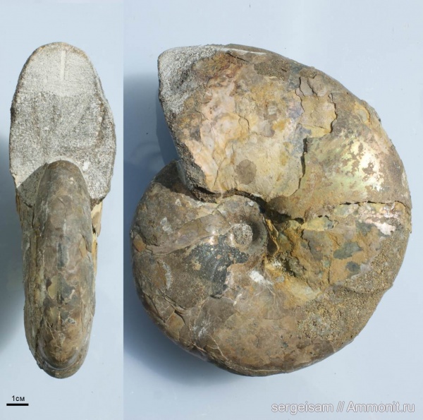 мел, альб, Hoplitidae, Anadesmoceras, Anadesmoceras strangulatum, Albian