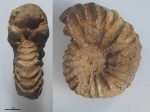 Arcthoplites gerassimovi (74)