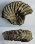 Hoplites sp. (14)