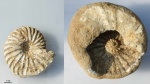 Arcthoplites bogoslowskyi (65)