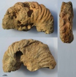 Dimorphoplites sp. (76)