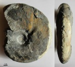 Anadesmoceras (65)