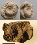 Plasmatites zieteni