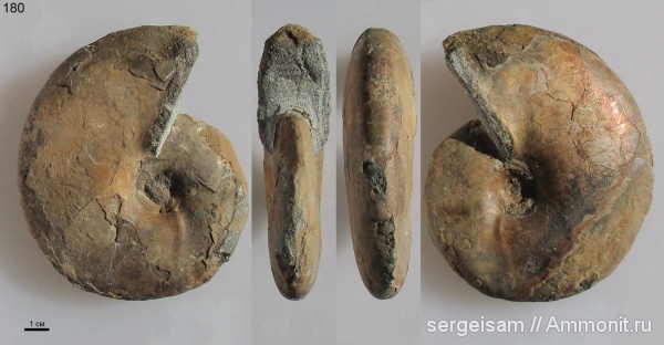 мел, альб, Hoplitidae, Anadesmoceras