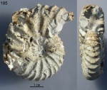 Arcthoplites gerassimovi (195)