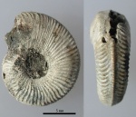 Plasmatites lineatum