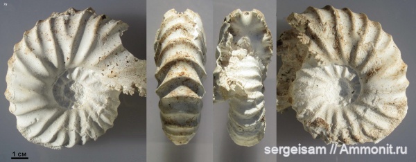 Arcthoplites, Arcthoplites gerassimovi
