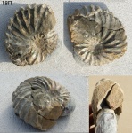 Arcthoplites arcticus Baraboshkin in litt.(18)