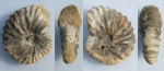 Arcthoplites arcticus Baraboshkin in litt. (23)