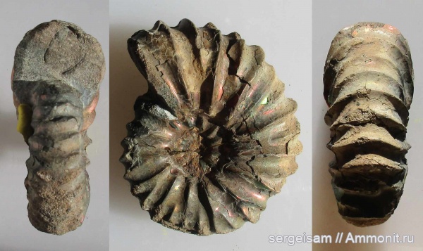 мел, Arcthoplites, альб, Hoplitidae, Arcthoplites yachromensis