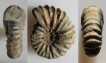 Arcthoplites yachromensis (59)