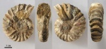 Arcthoplites yachromensis 80