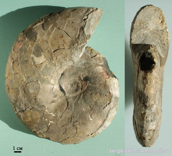 мел, альб, Hoplitidae, Anadesmoceras, Anadesmoceras strangulatum, Albian