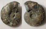 Anadesmoceras vladimirovi (202)