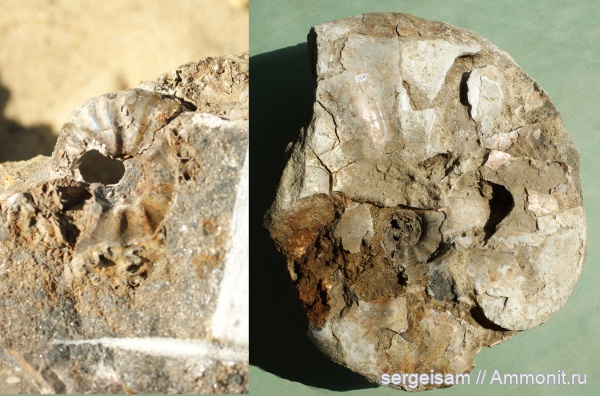 мел, альб, Hoplitidae, Anadesmoceras, Albian, Anadesmoceras subbaylei