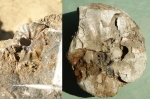 Anadesmoceras subbaylei (204)