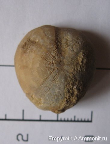 морские ежи, Крым, готерив, Toxaster, Toxaster retusus, Hauterivian, нижний готерив
