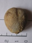 Toxaster retusus