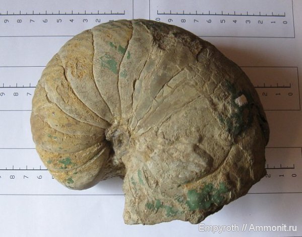наутилусы, наутилоидеи, Крым, баррем, Cymatoceratidae, Barremian