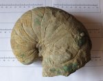 Cymatoceras sp.