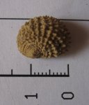 Neritopsis. sp