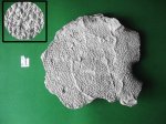 Маасстрихтская листовидная губка