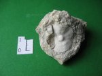 Discocyclina (sella?)