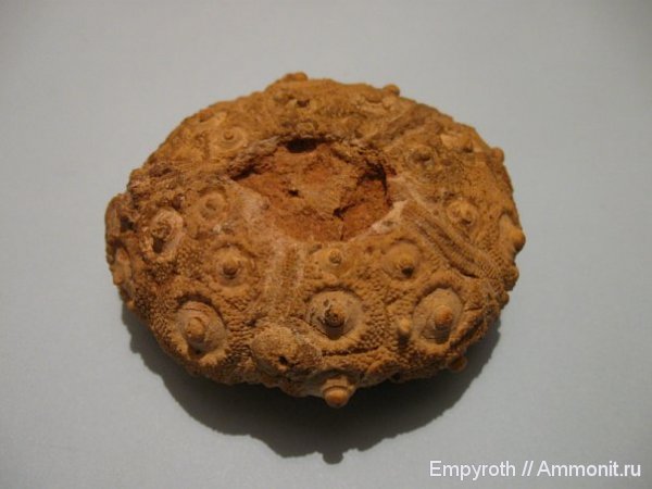 мел, Крым, готерив, Plegiocidaris, правильные морские ежи, Hauterivian, Cretaceous, нижний готерив